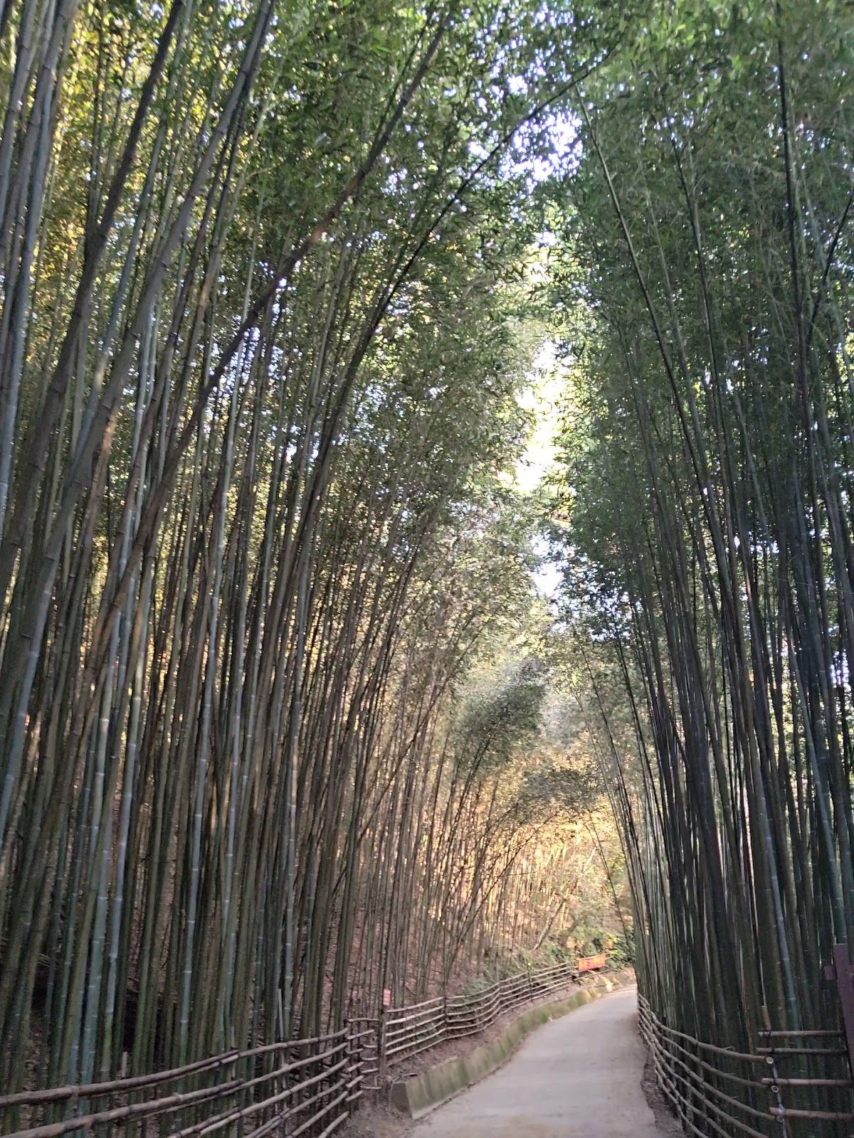 泰安竹林秘境無人竹林隧道步道