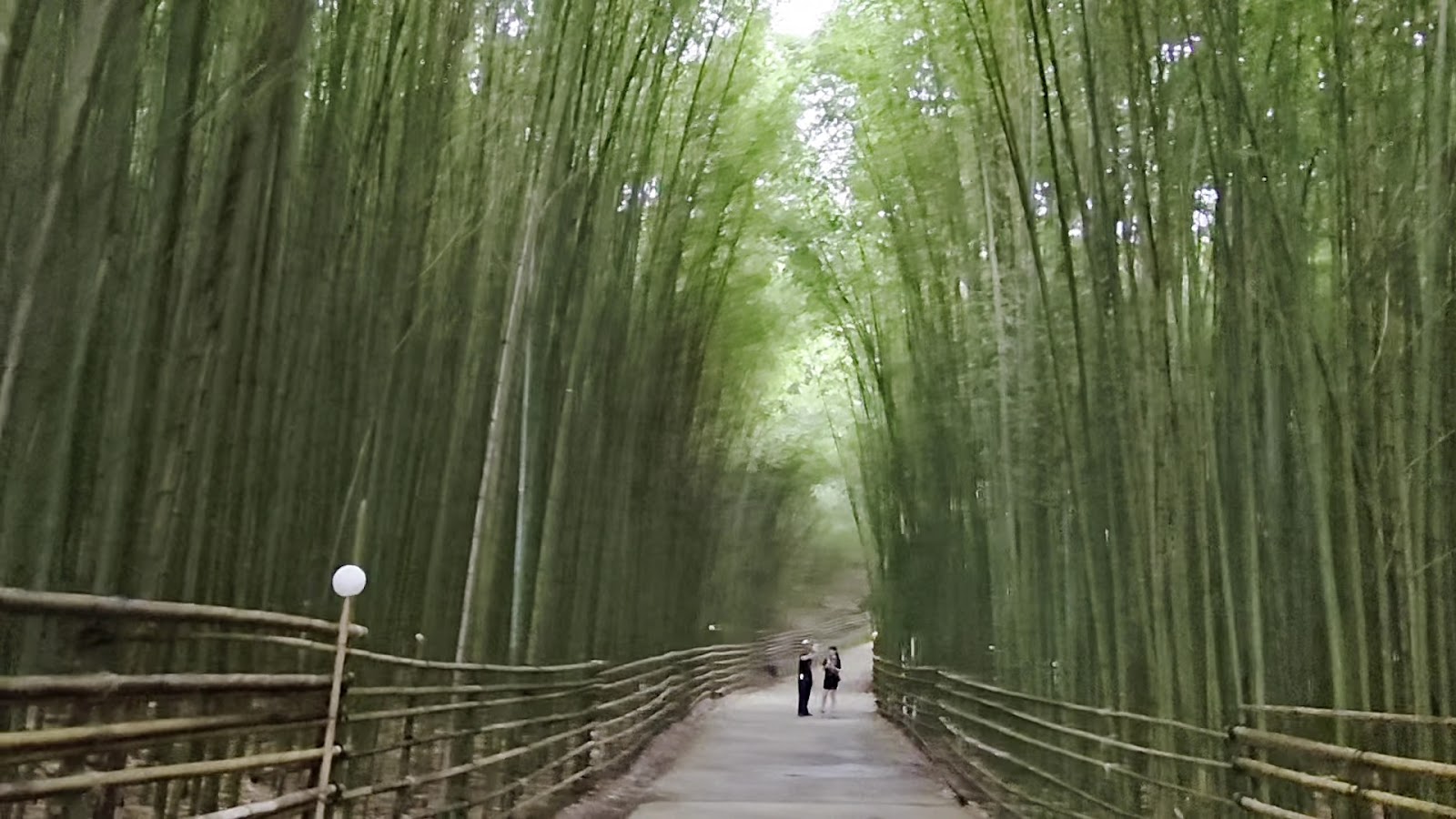 泰安竹林秘境翠綠竹林隧道