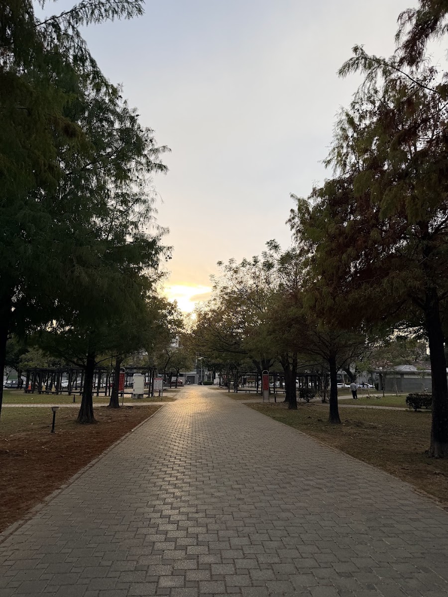 台中米奇樹落羽松步道夕陽