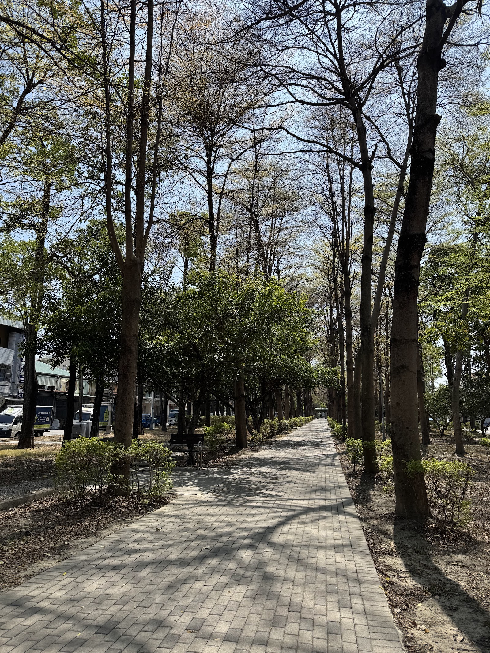 東光園道筆直林蔭步道與木椅