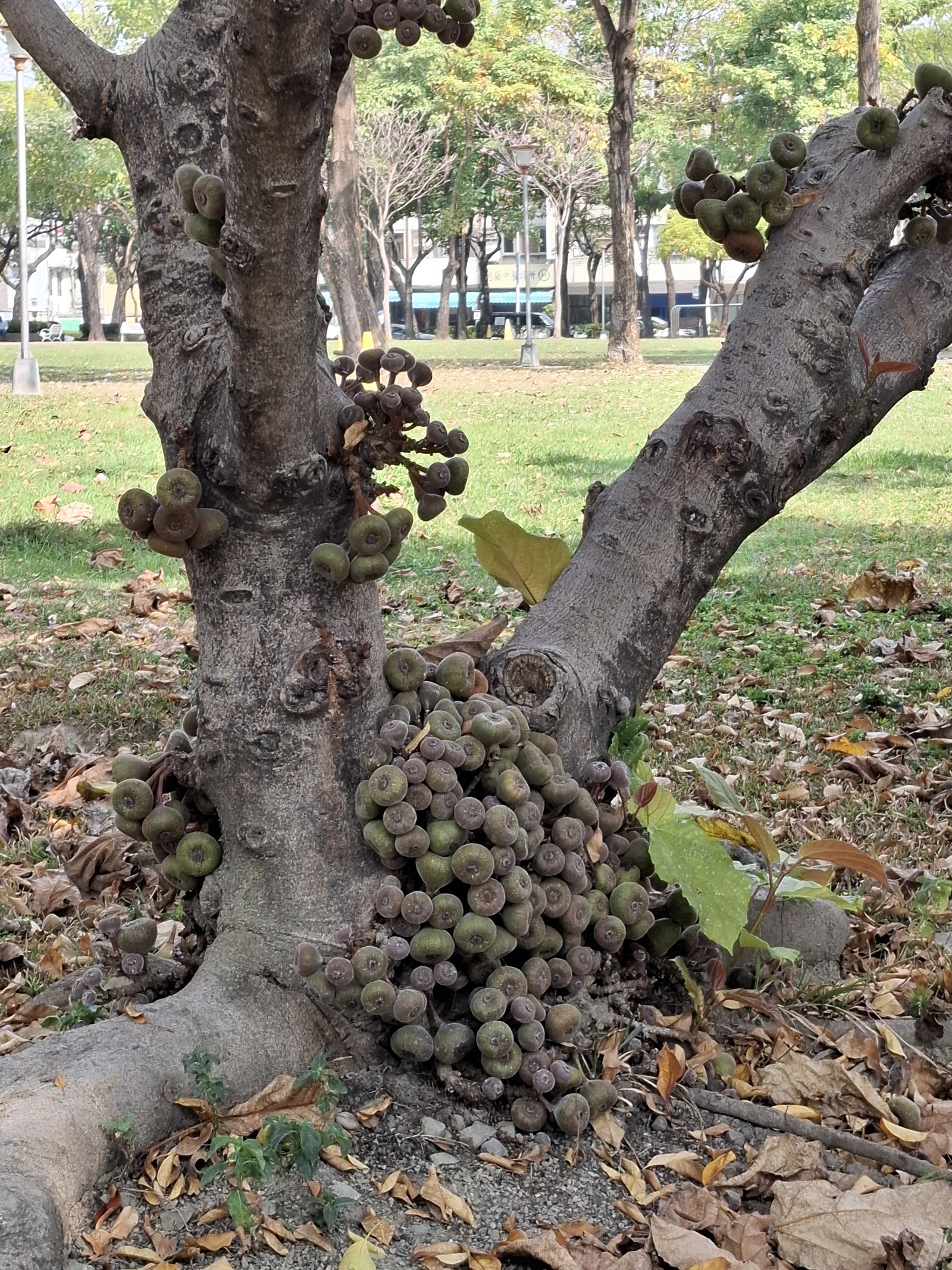 大智公園象耳榕樹幹隱花果特寫