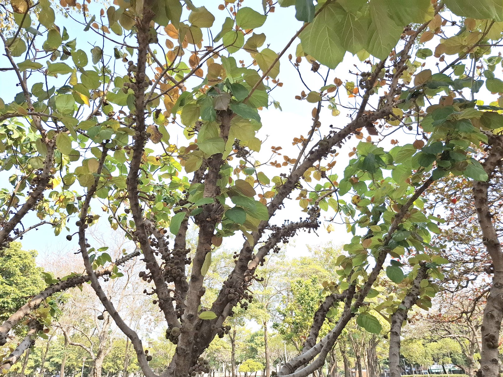 大智公園象耳榕枝葉仰拍藍天
