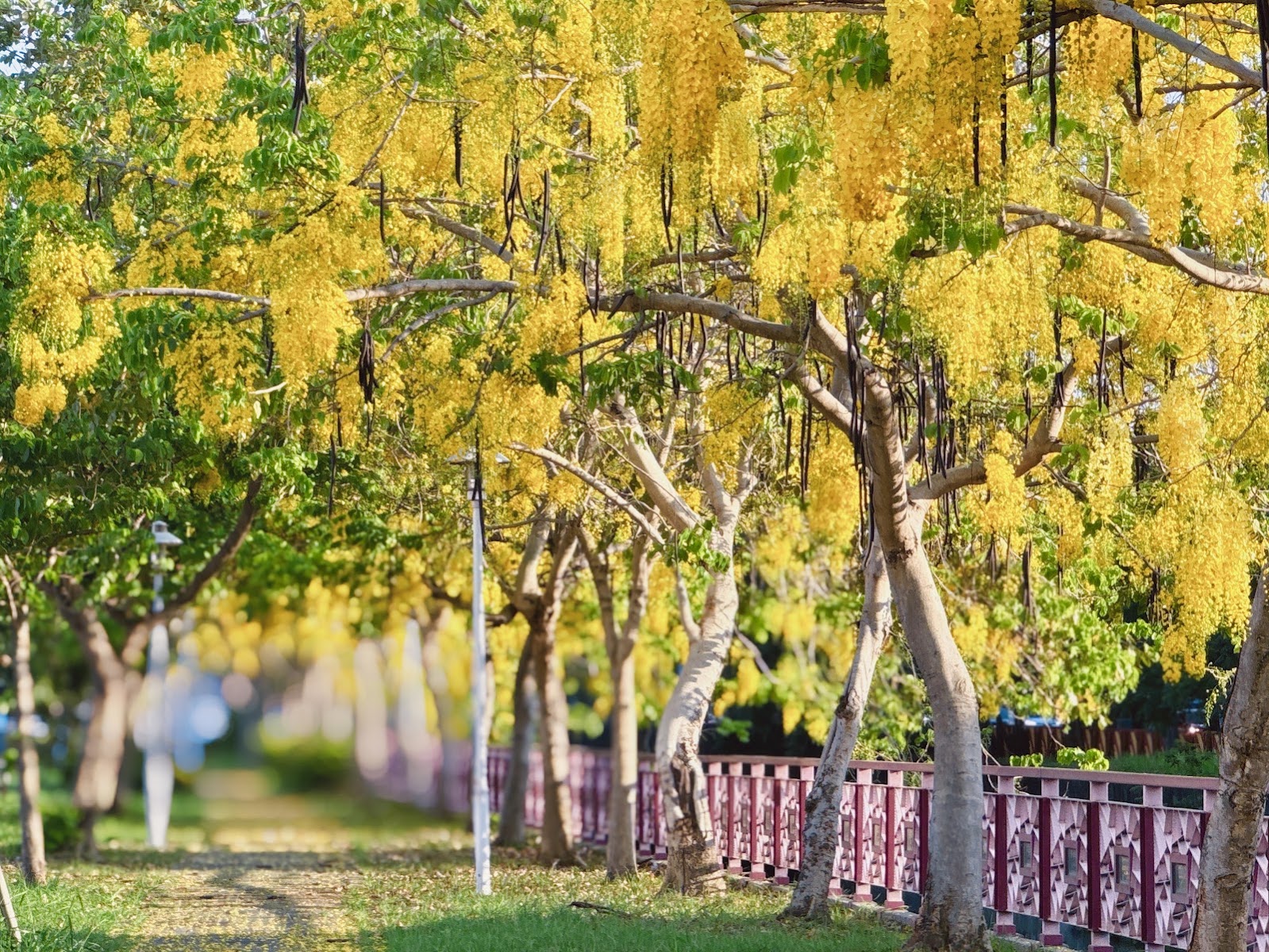 興大園道阿勃勒花串特寫粉色欄杆步道