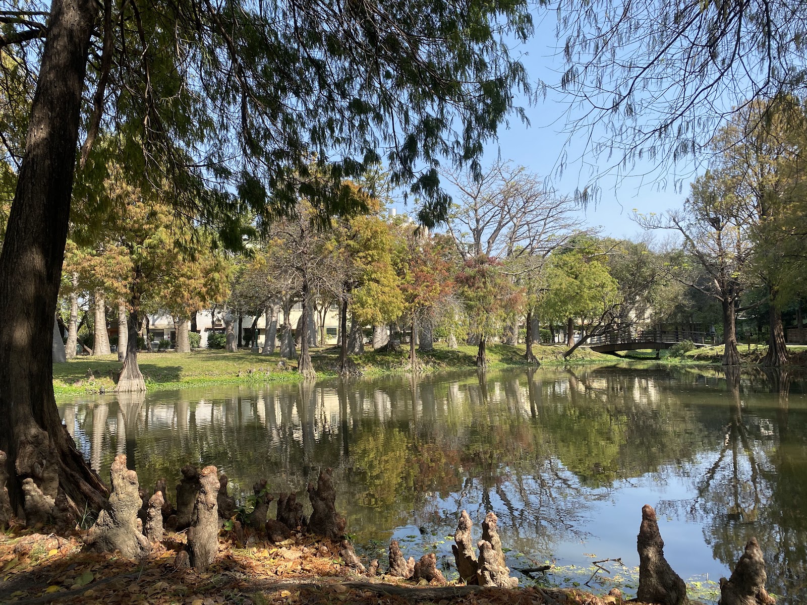 巴克禮紀念公園生態池落羽松氣根倒影
