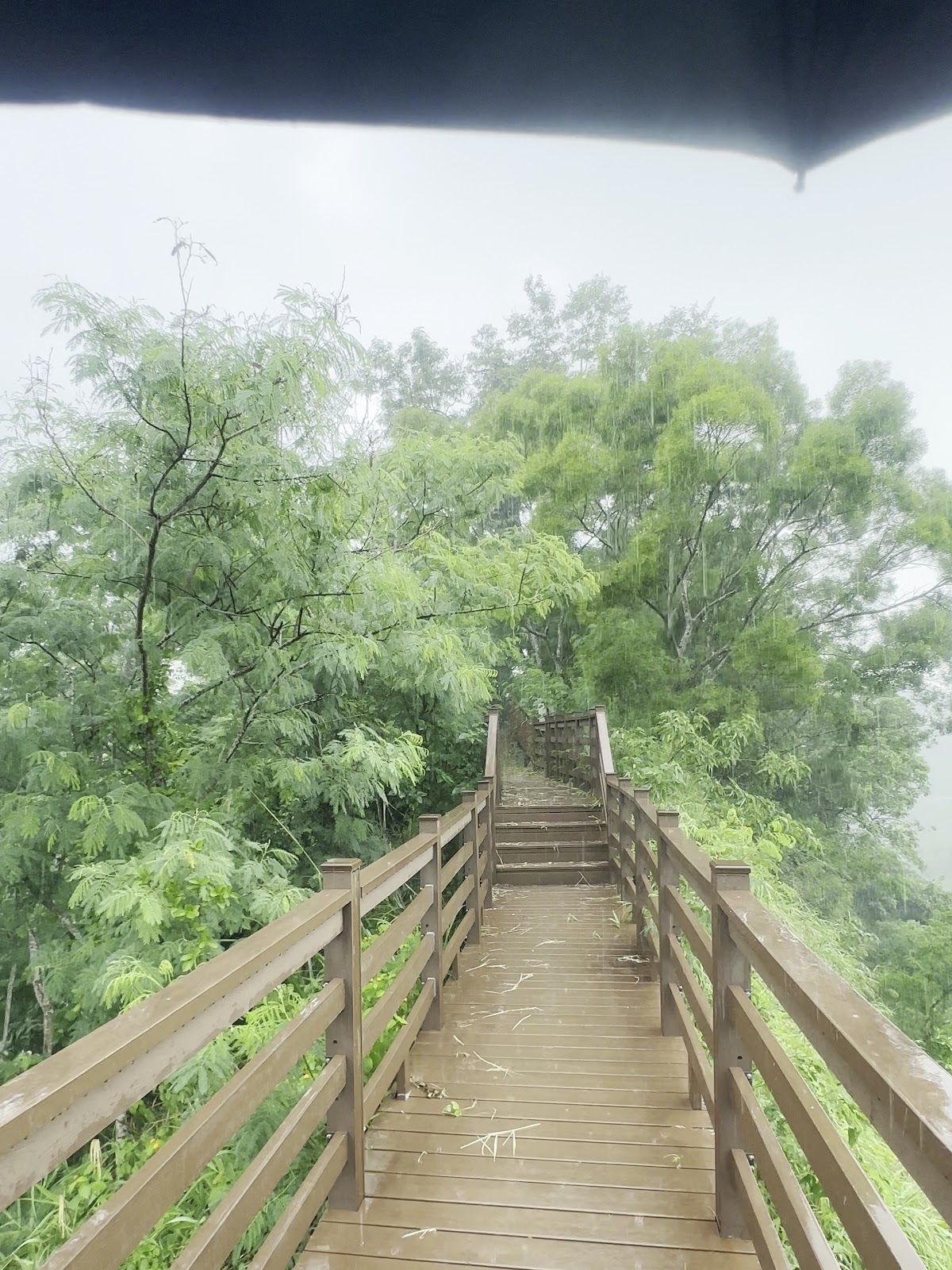 林安森林步道木棧道雨中綠意