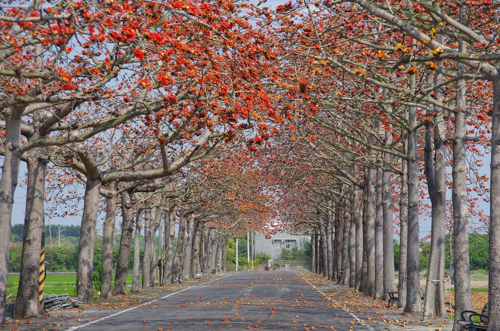 將軍區長榮里木棉花道紅色花海隧道全景