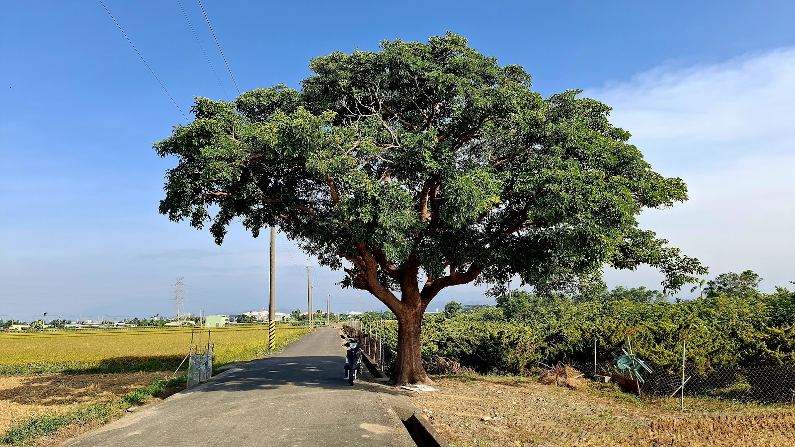 柳營金城武樹全景,筆直鄉間道路旁的孤樹