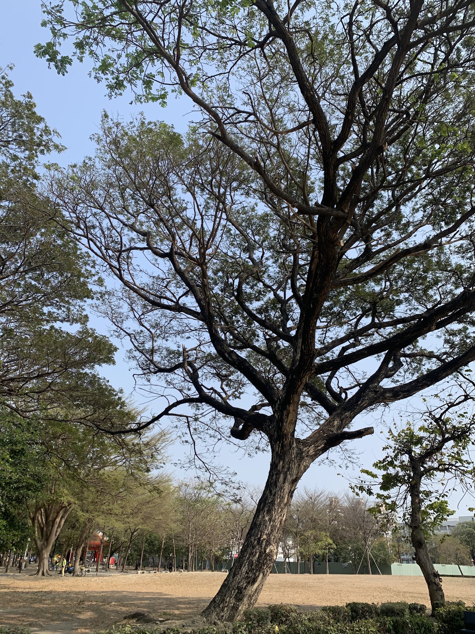 台南南區水萍塭公園大草坪老樹景觀