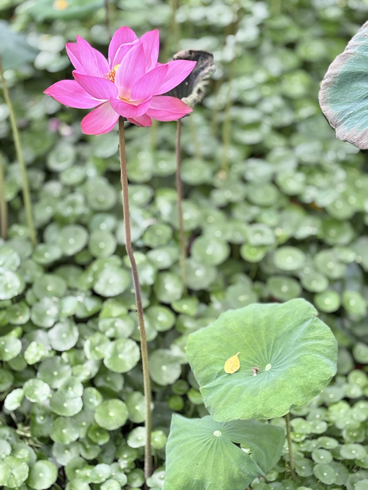 永康公園荷花池特寫