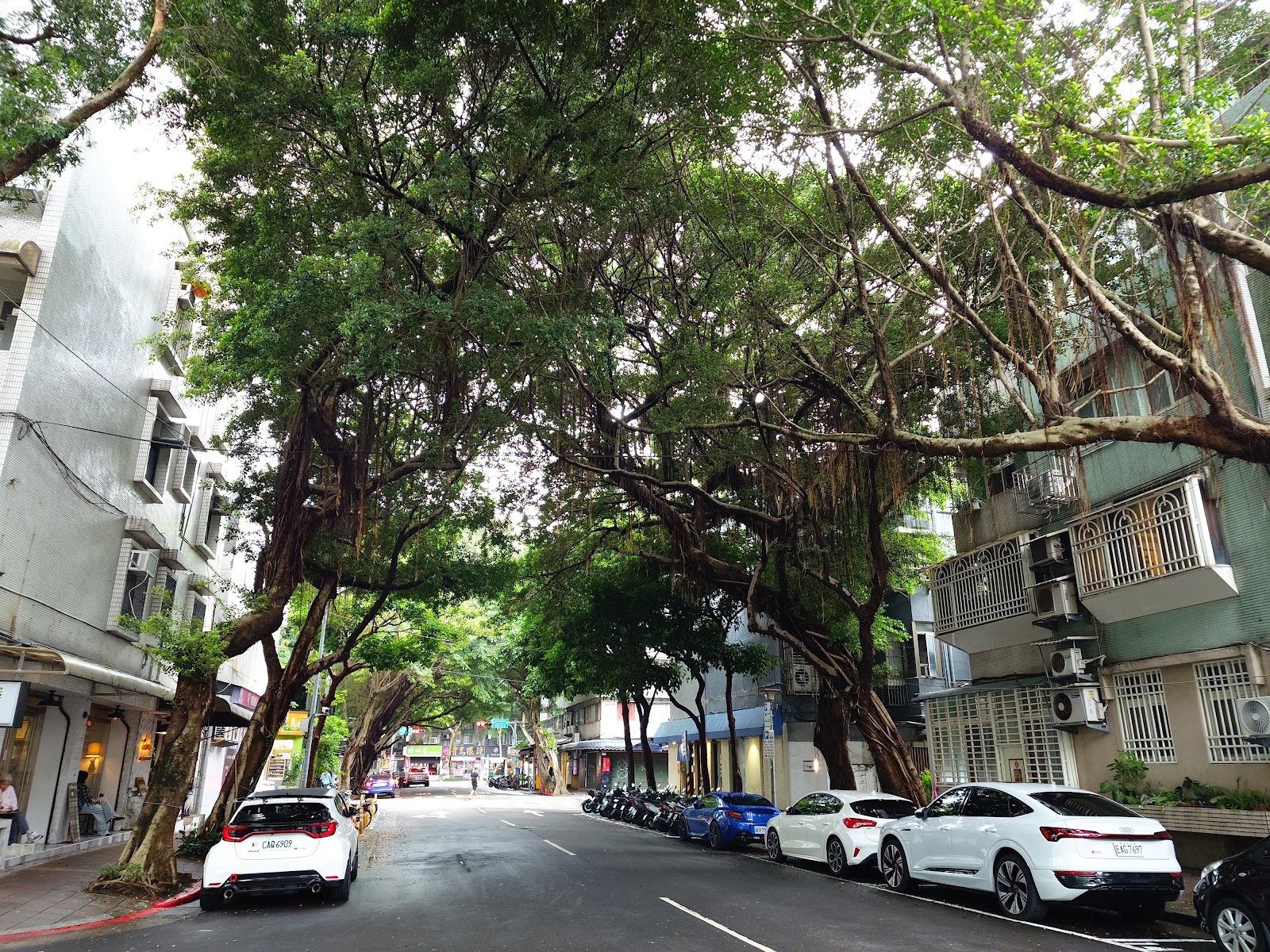 台北松山區民生社區民生公園-民生社區巷弄綠色隧道街景