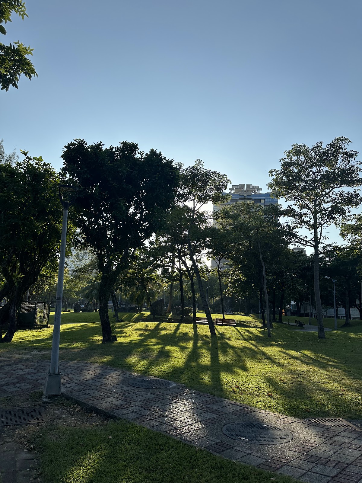 福林公園逆光林蔭草坪