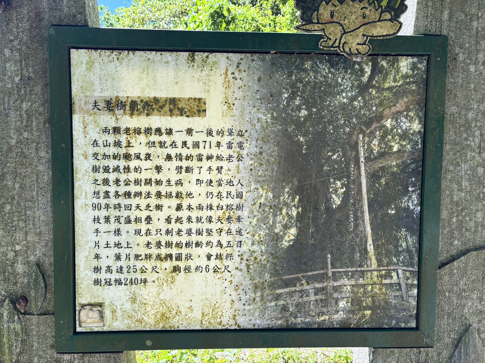 千年夫妻樹旁「夫妻樹簡介」解說牌,記載樹齡與風災故事