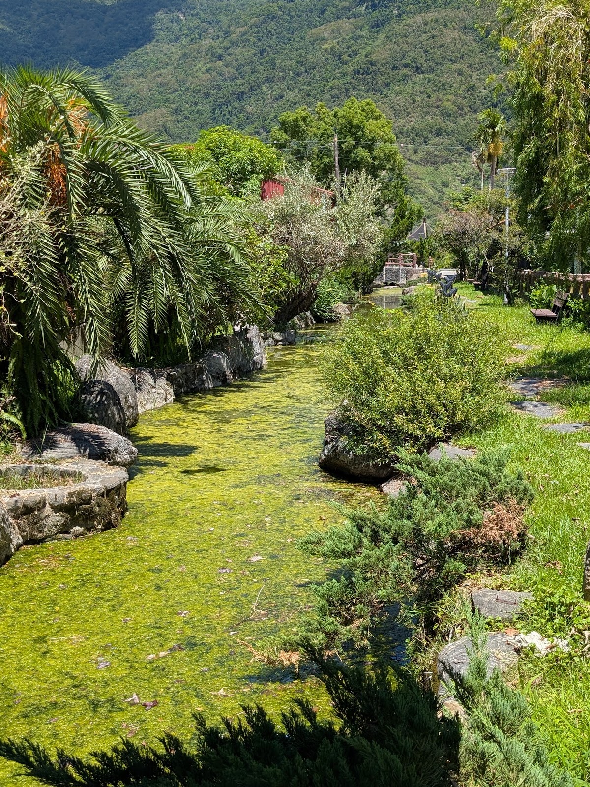 水圳步道兩側石砌駁坎與熱帶植栽，綠意盎然