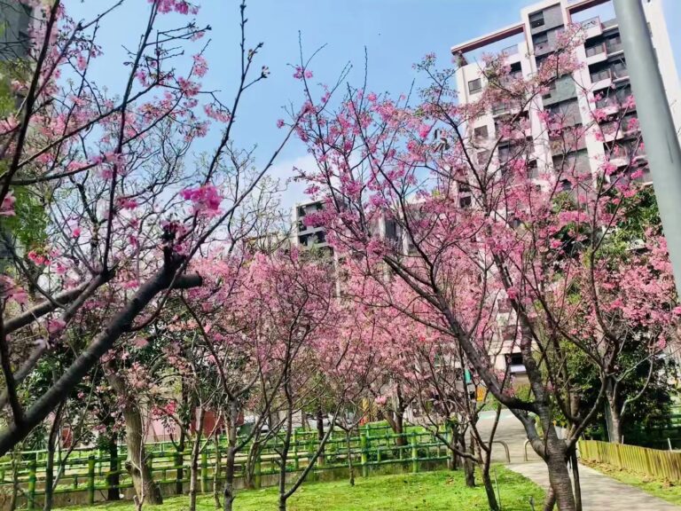 楊梅頭重溪公園櫻花盛開