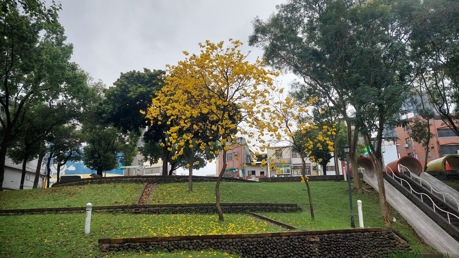 桃園中壢石溜滑梯水管溜滑梯與黃花風鈴木