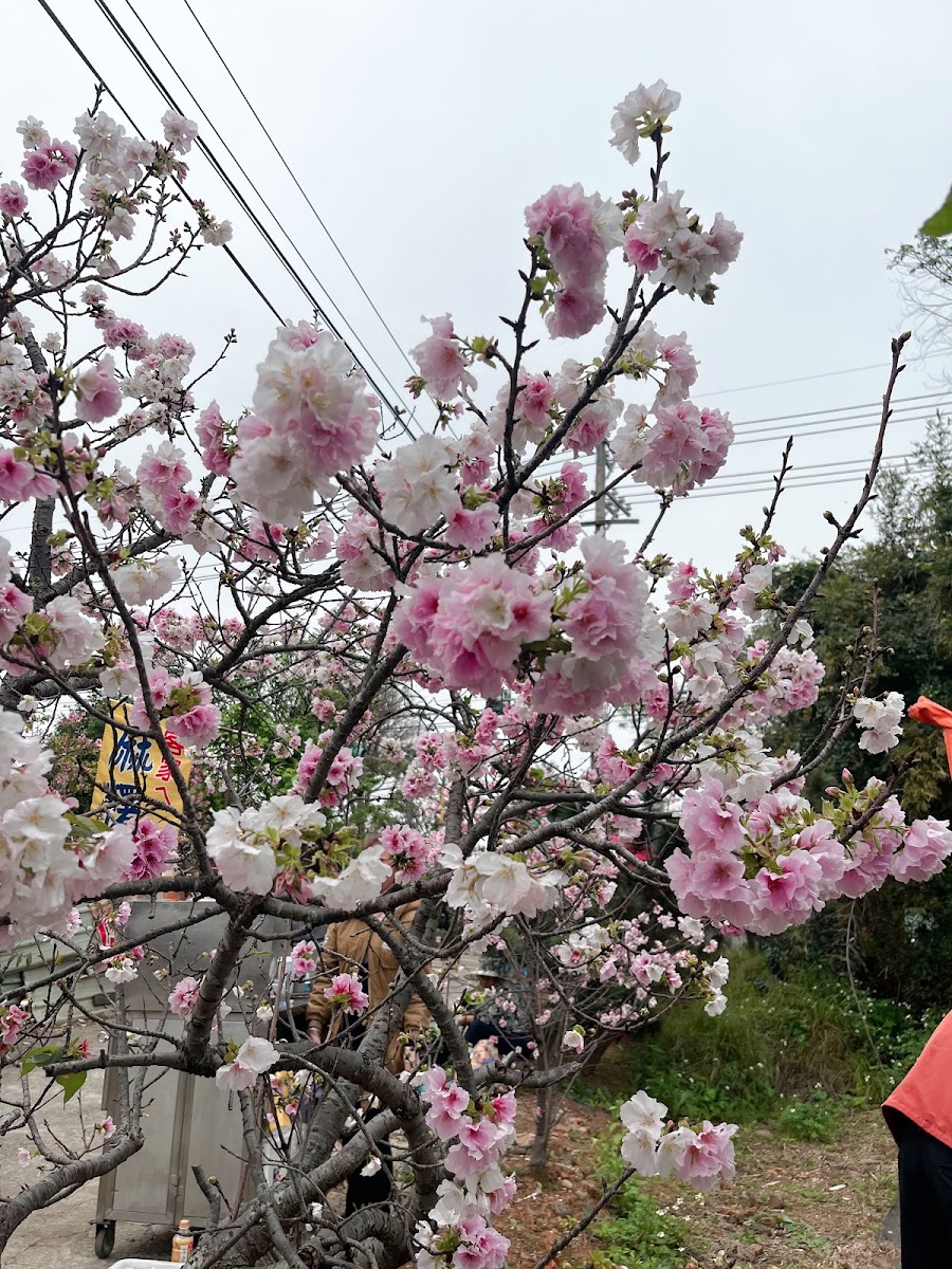 桃園中壢聖德路櫻花巷粉白重瓣櫻花近拍