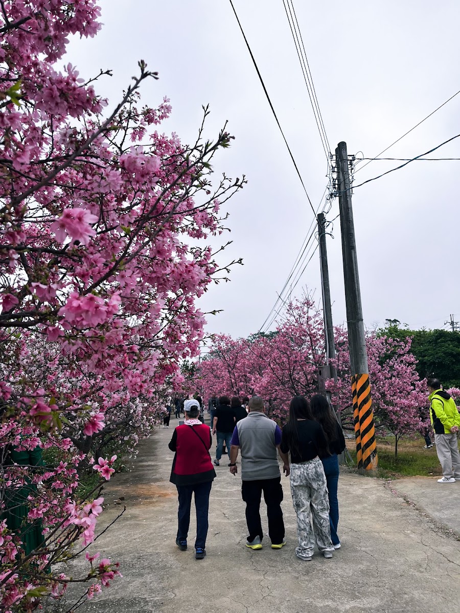 桃園中壢聖德路櫻花巷花季賞花人潮