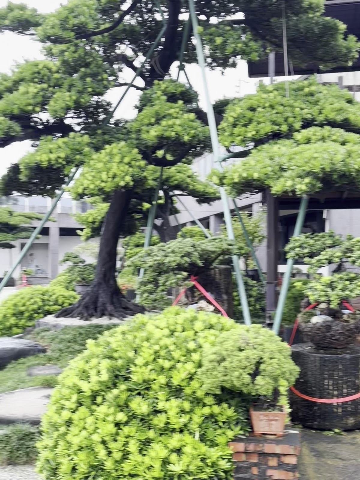 無我茶禪日式庭園 無我茶禪日式庭園裡的黑松盆栽,修剪得相當講究