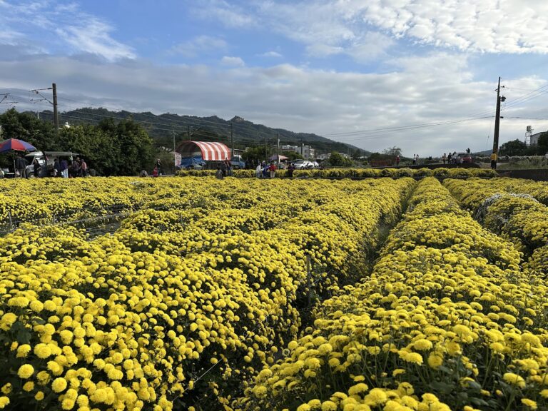 杭菊花季會場金黃菊海與市集攤位,遠山為背景