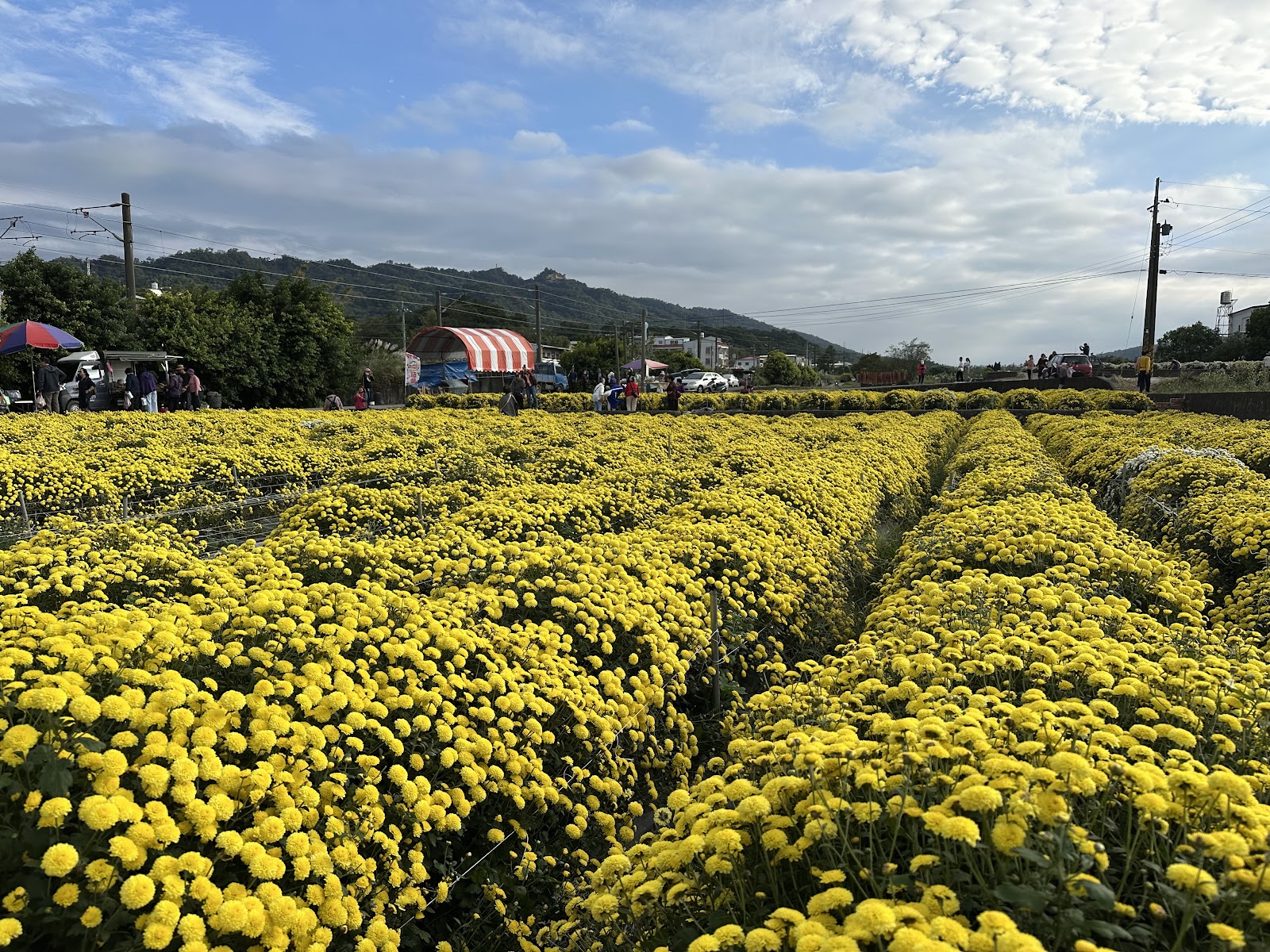 杭菊花季會場金黃菊海與市集攤位，遠山為背景