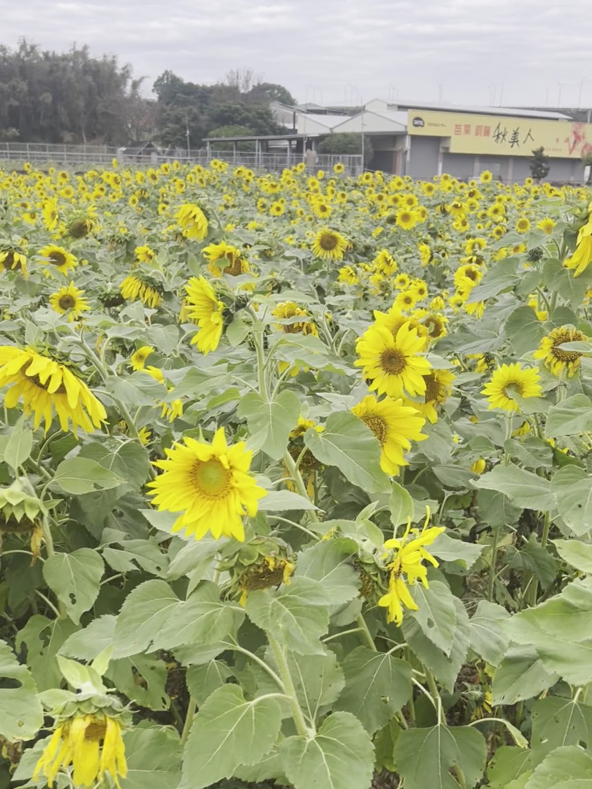 杭菊花季會場向日葵花田近拍