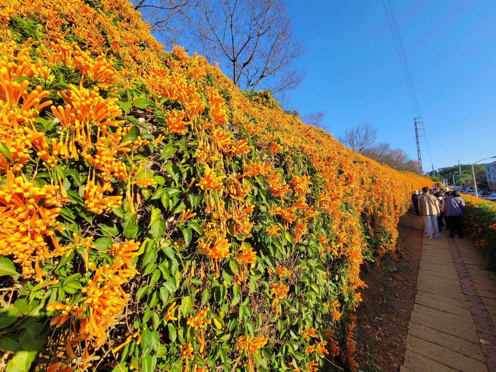 炮仗花海公園近拍,橘黃花串層層交疊