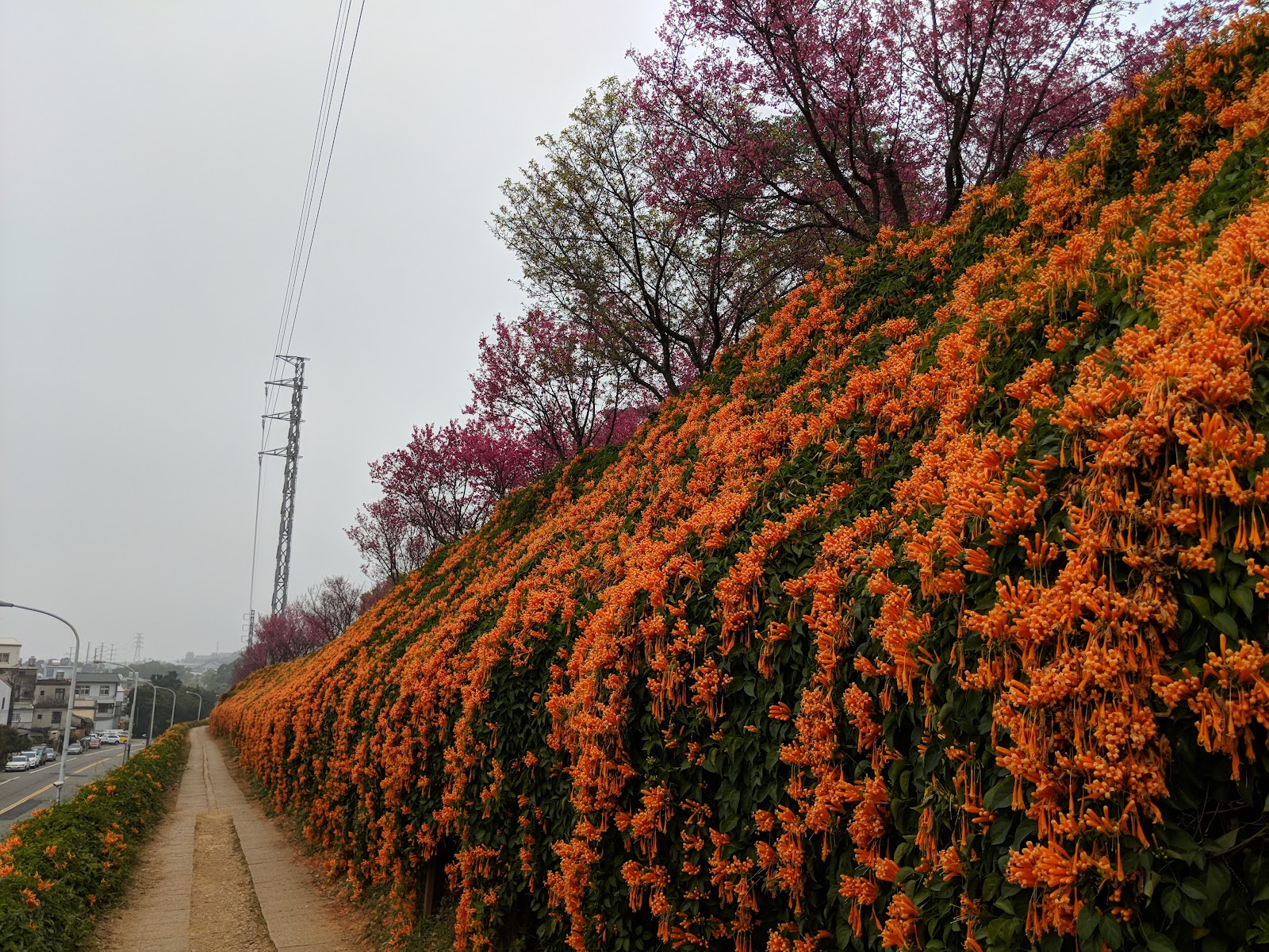 炮仗花與緋寒櫻沿著步道斜坡盛開