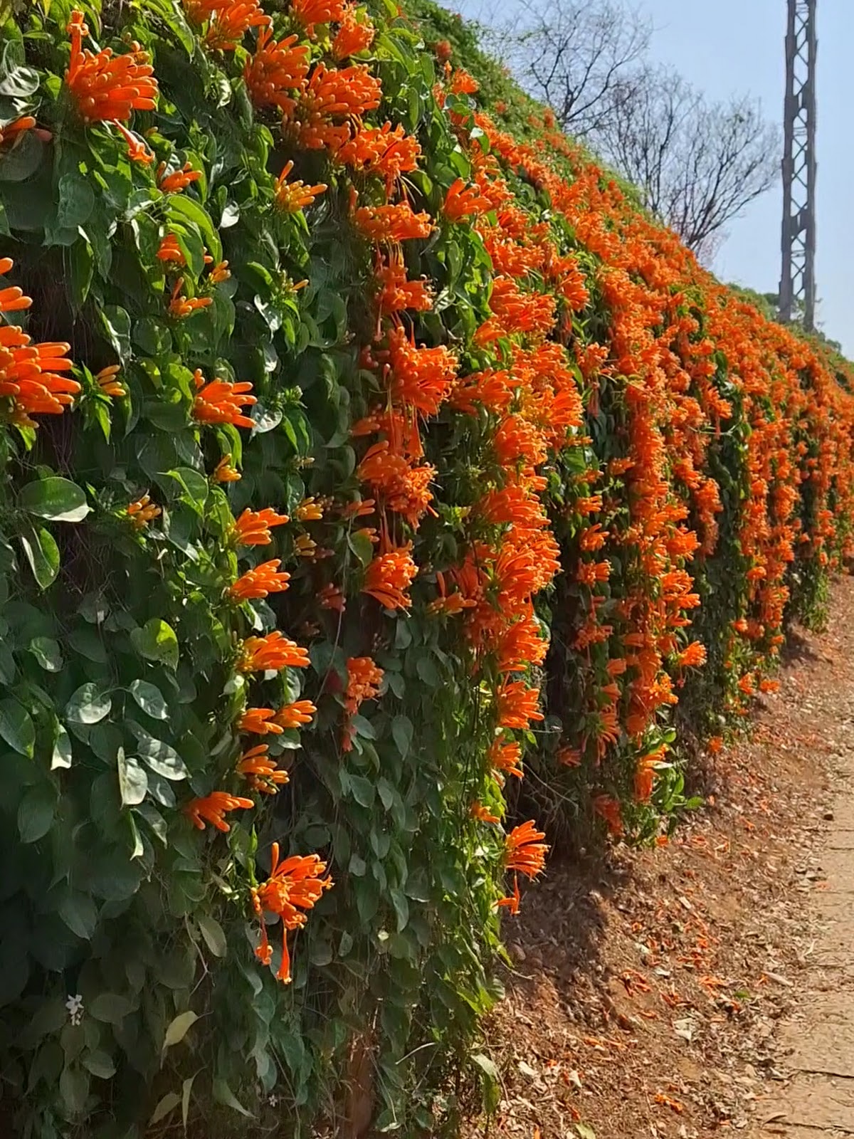 橘紅色炮仗花垂墜而下的賞花步道