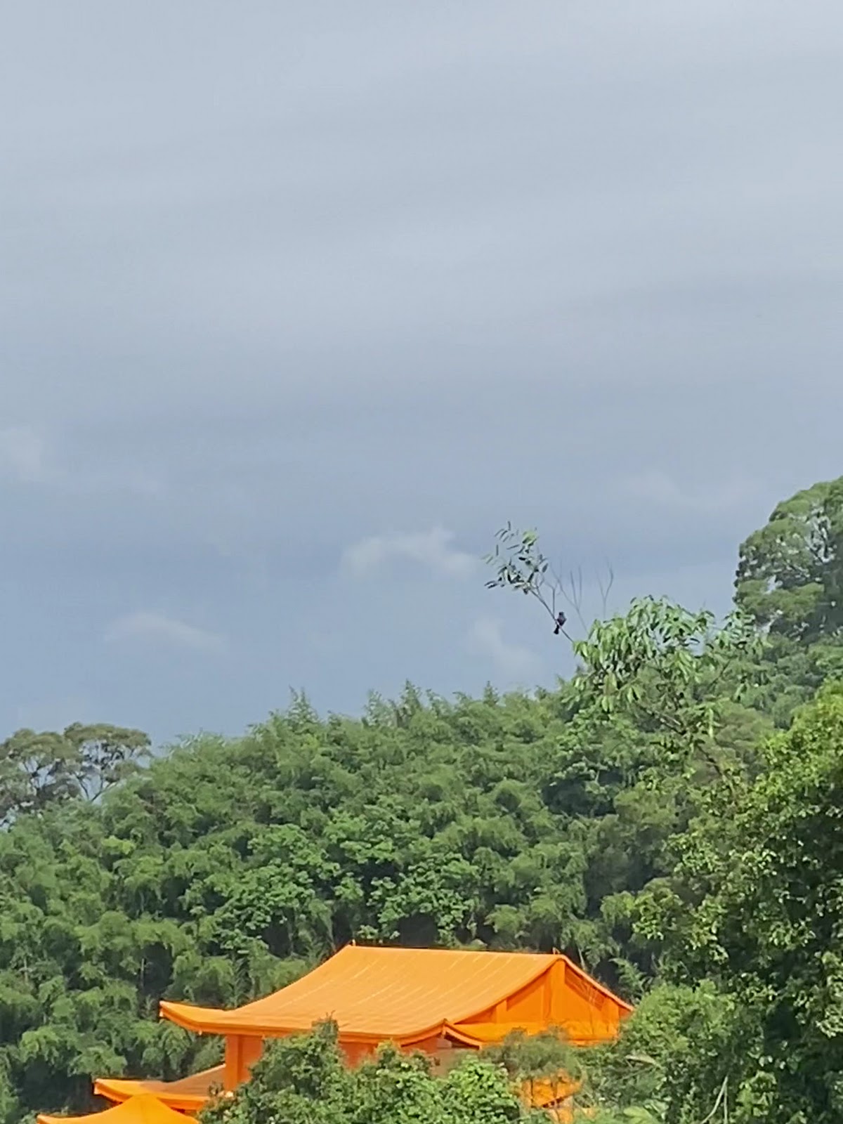 頭份後花園慈母亭竹林間遠眺山景