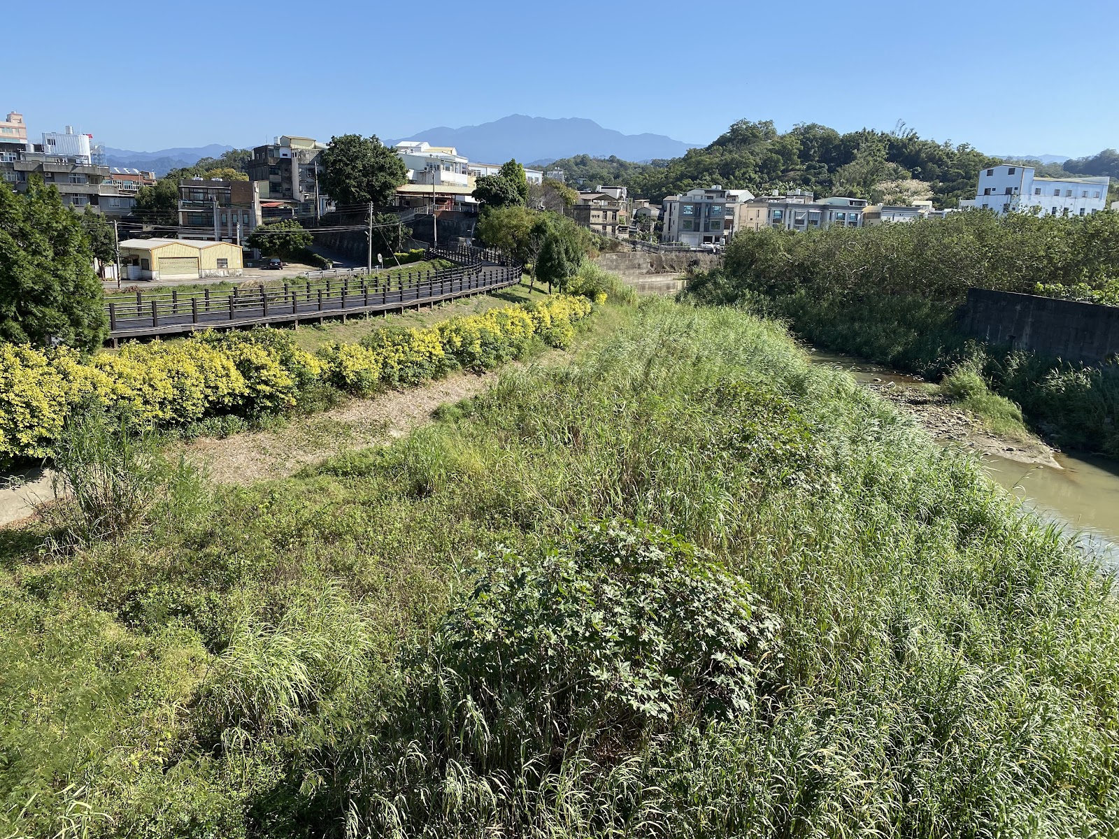 頭屋鄉健康木棧道沿河岸延伸，兩旁黃花盛開，苗栗頭屋散步景點