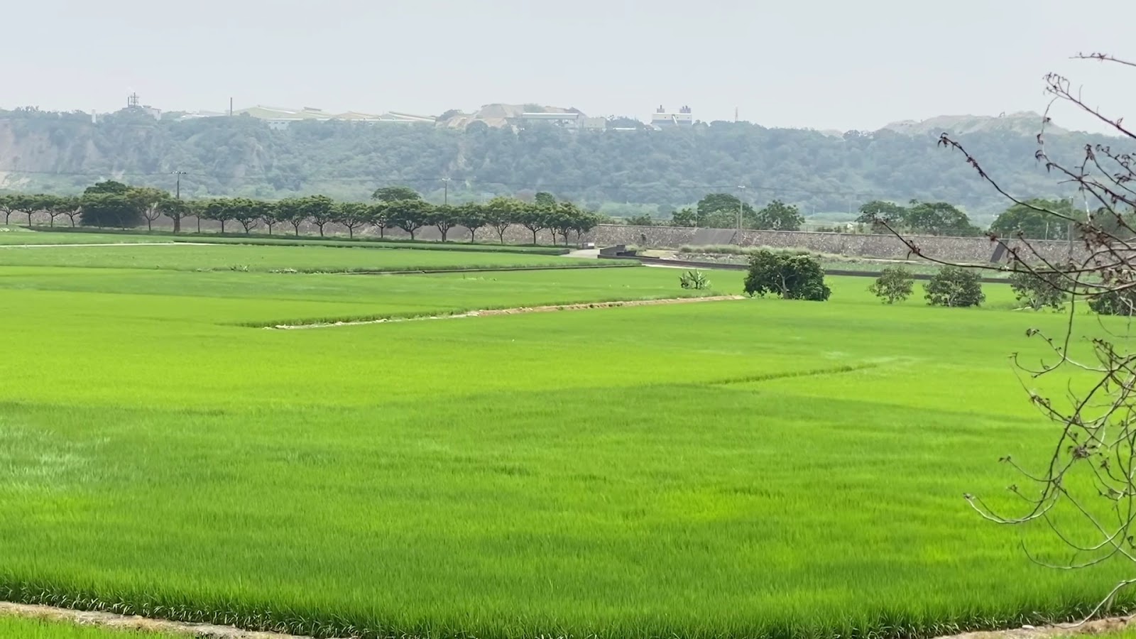 從忘憂谷觀音寺二樓俯瞰忘憂谷綠色稻田美景