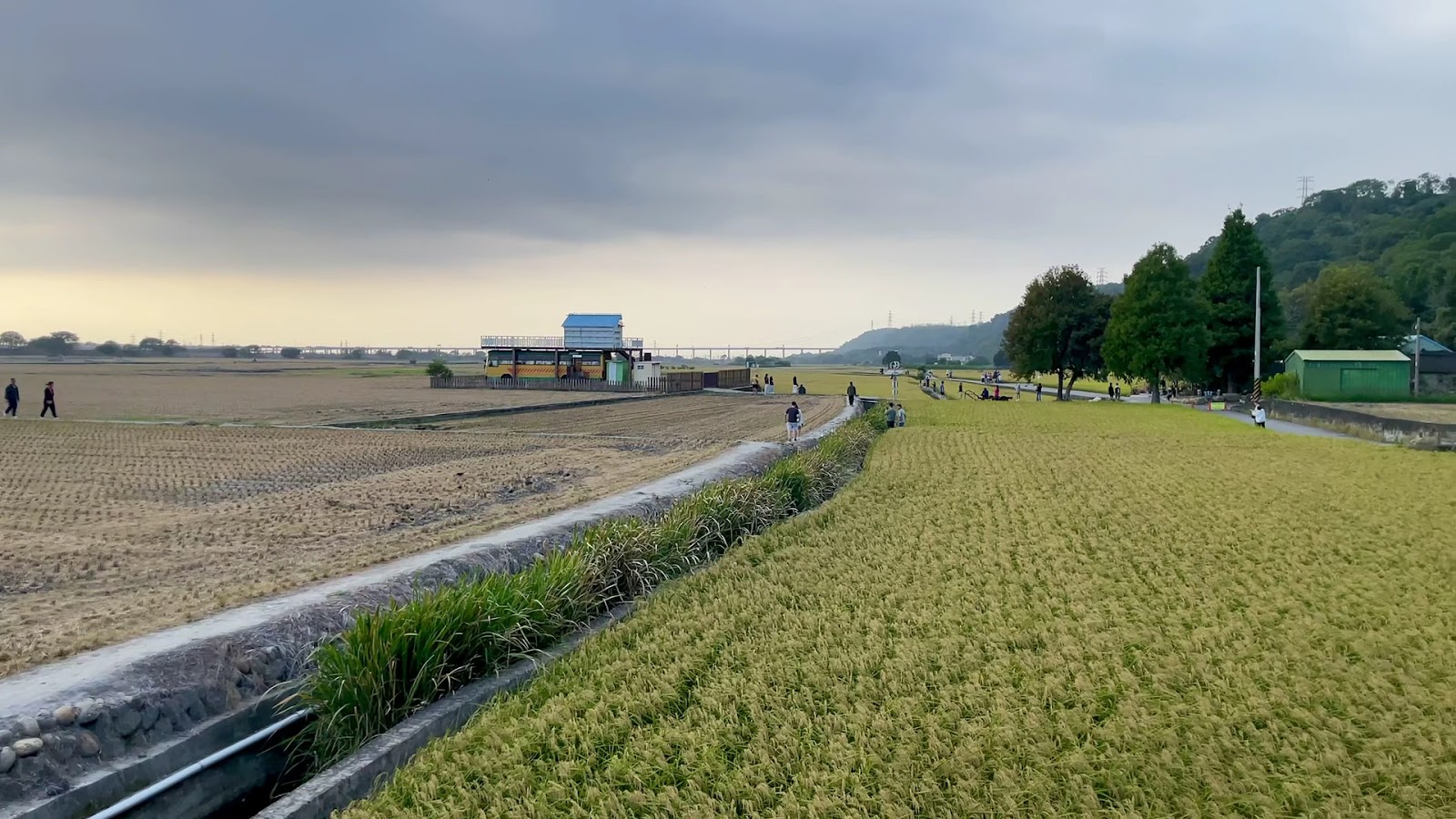 外埔忘憂巴士稻田田埂步道與遠方山巒
