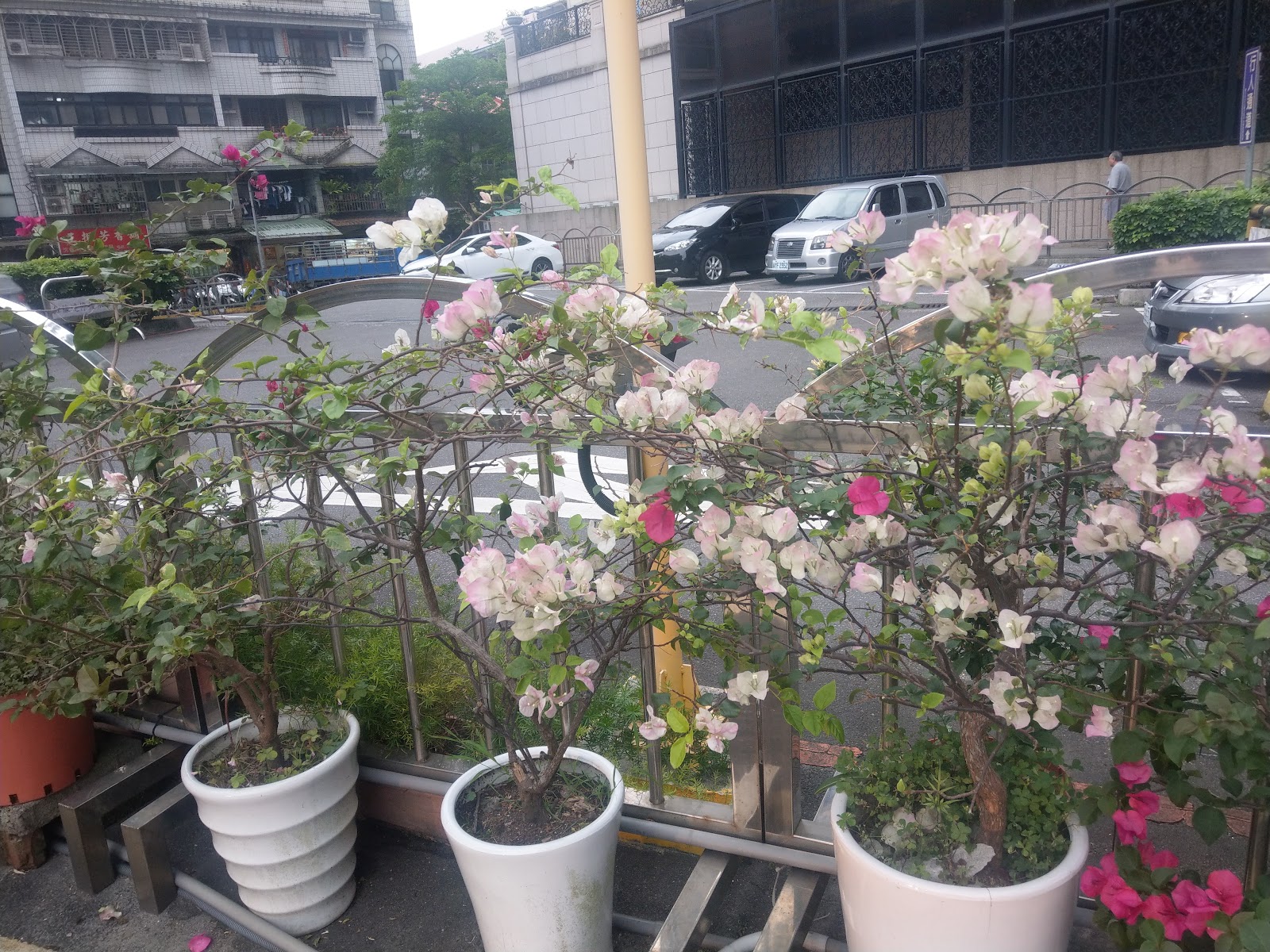 文山區公所前門廊種滿九重葛,粉白花朵妝點外牆