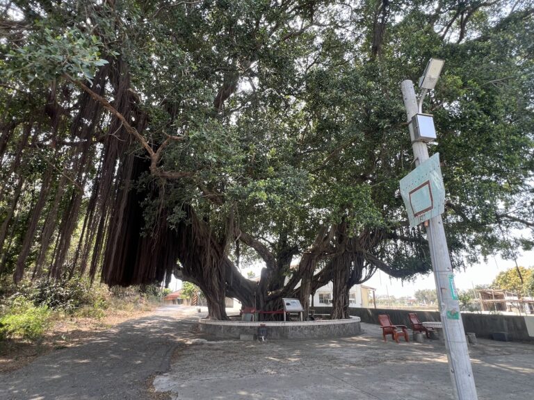 北營200年王爺榕樹氣根垂地景象