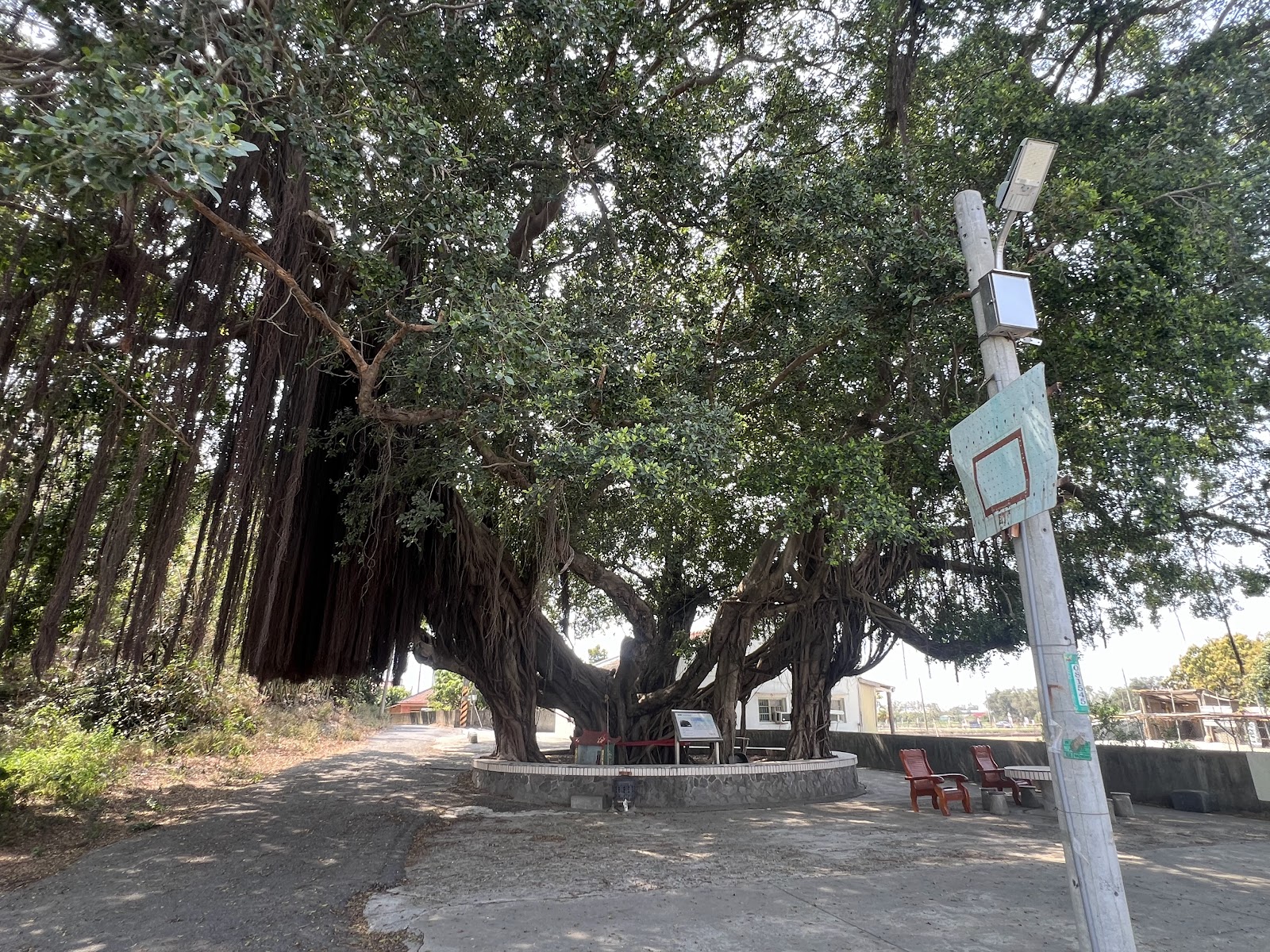 北營200年王爺榕樹氣根垂地景象