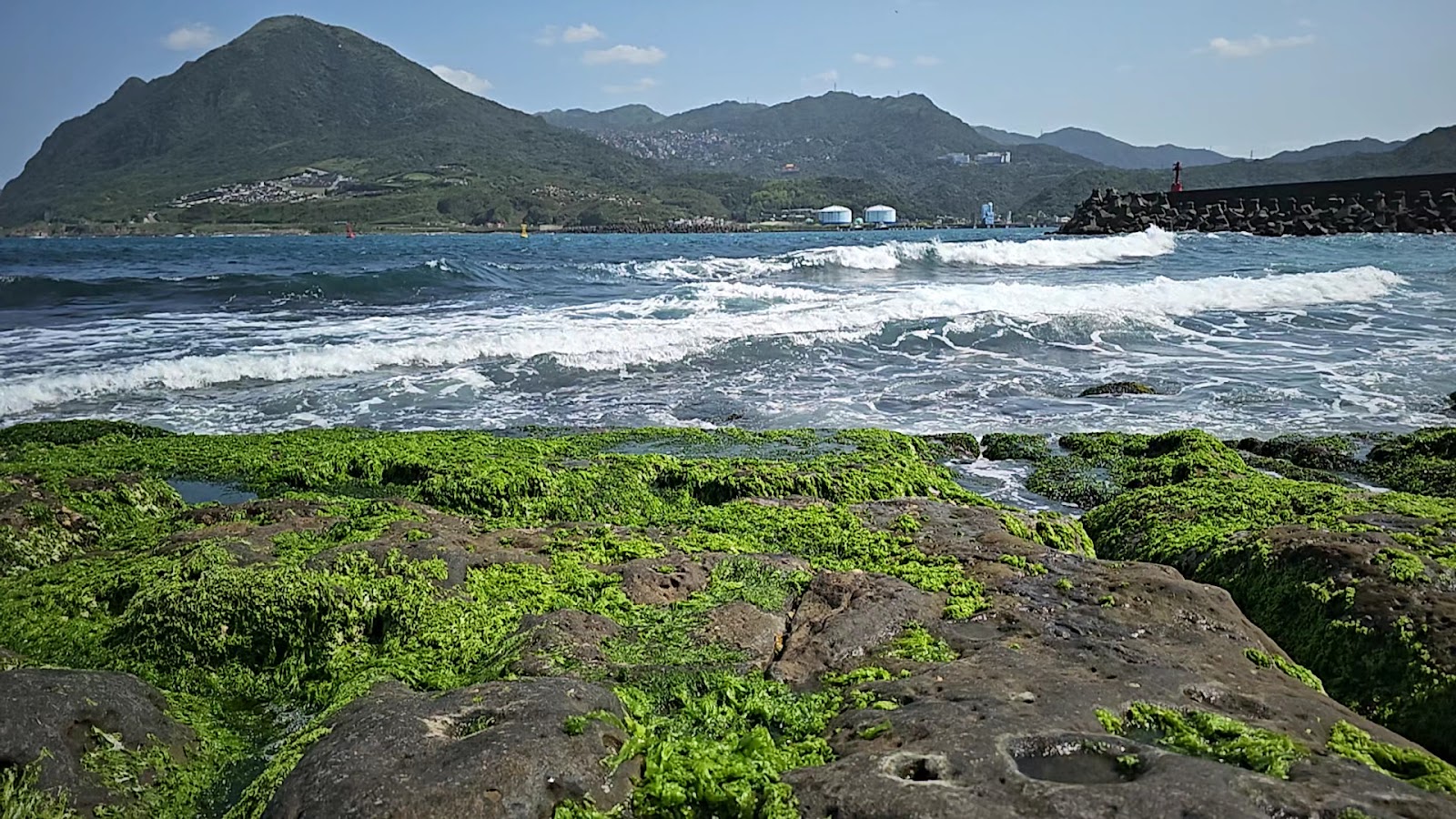 番仔澳海岸春季限定礁岩綠藻毯