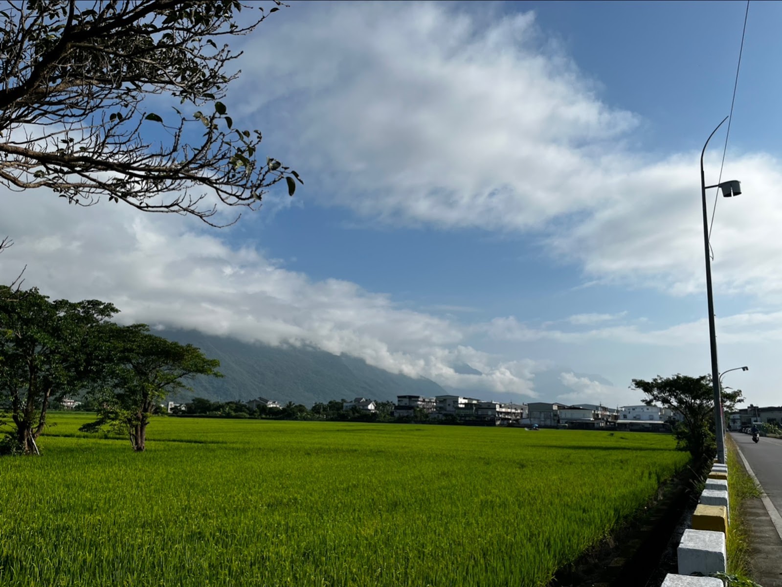 龍泉親水生態公園外稻田與中央山脈景色