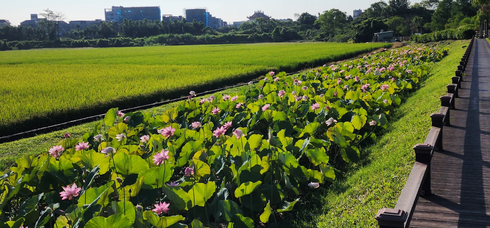 龍泉親水生態公園木棧道旁蓮花田