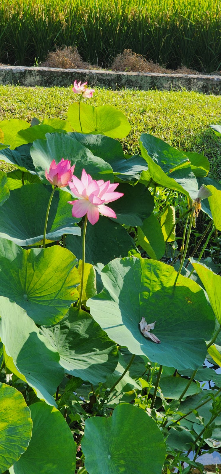 龍泉親水生態公園粉嫩蓮花特寫