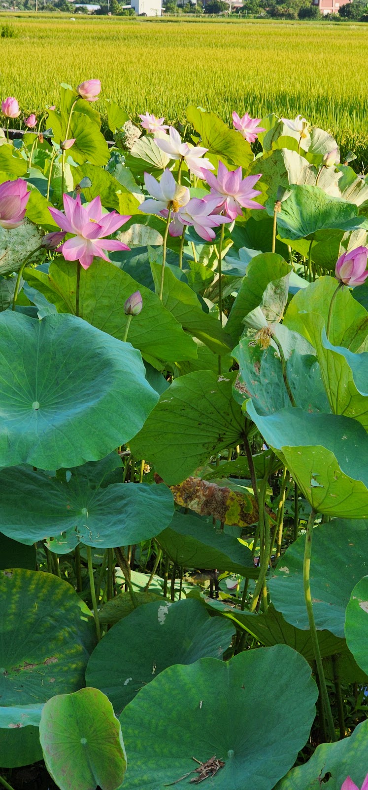 龍泉親水生態公園滿池蓮花盛開