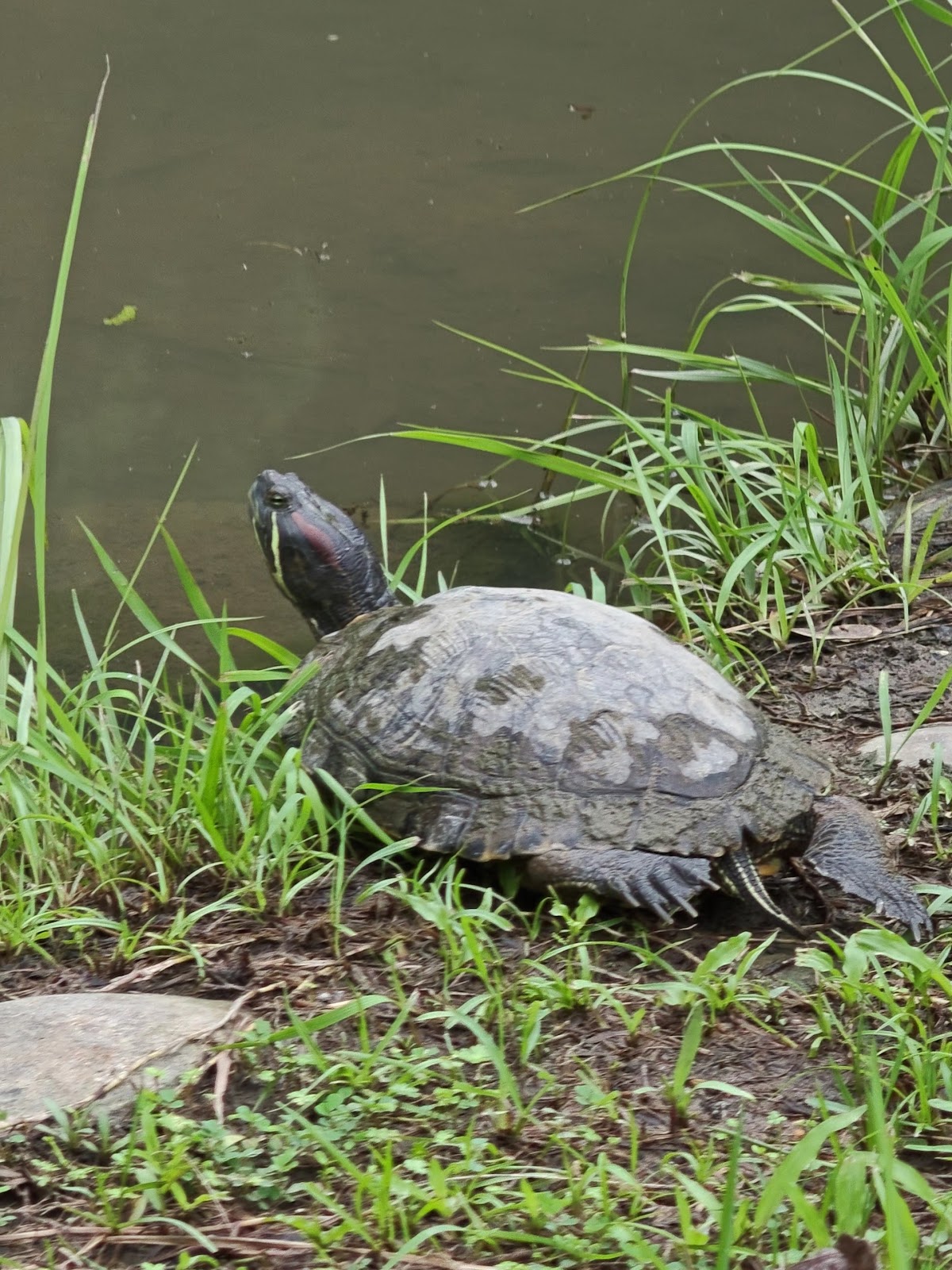 興隆公園生態池畔曬太陽的巴西龜