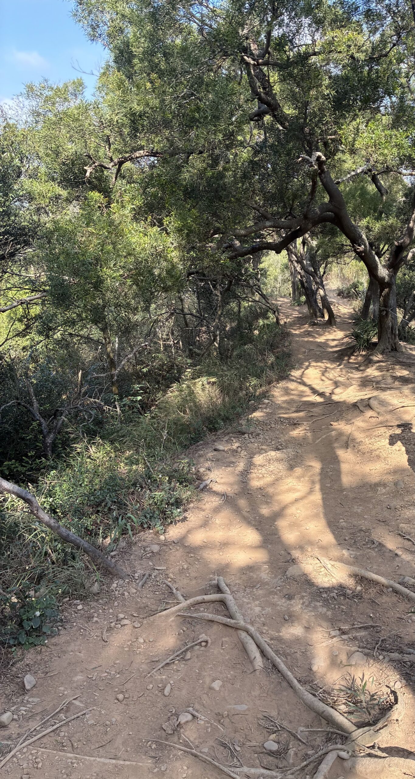 吧里國山登山步道,林蔭遮蔭走起來很舒服