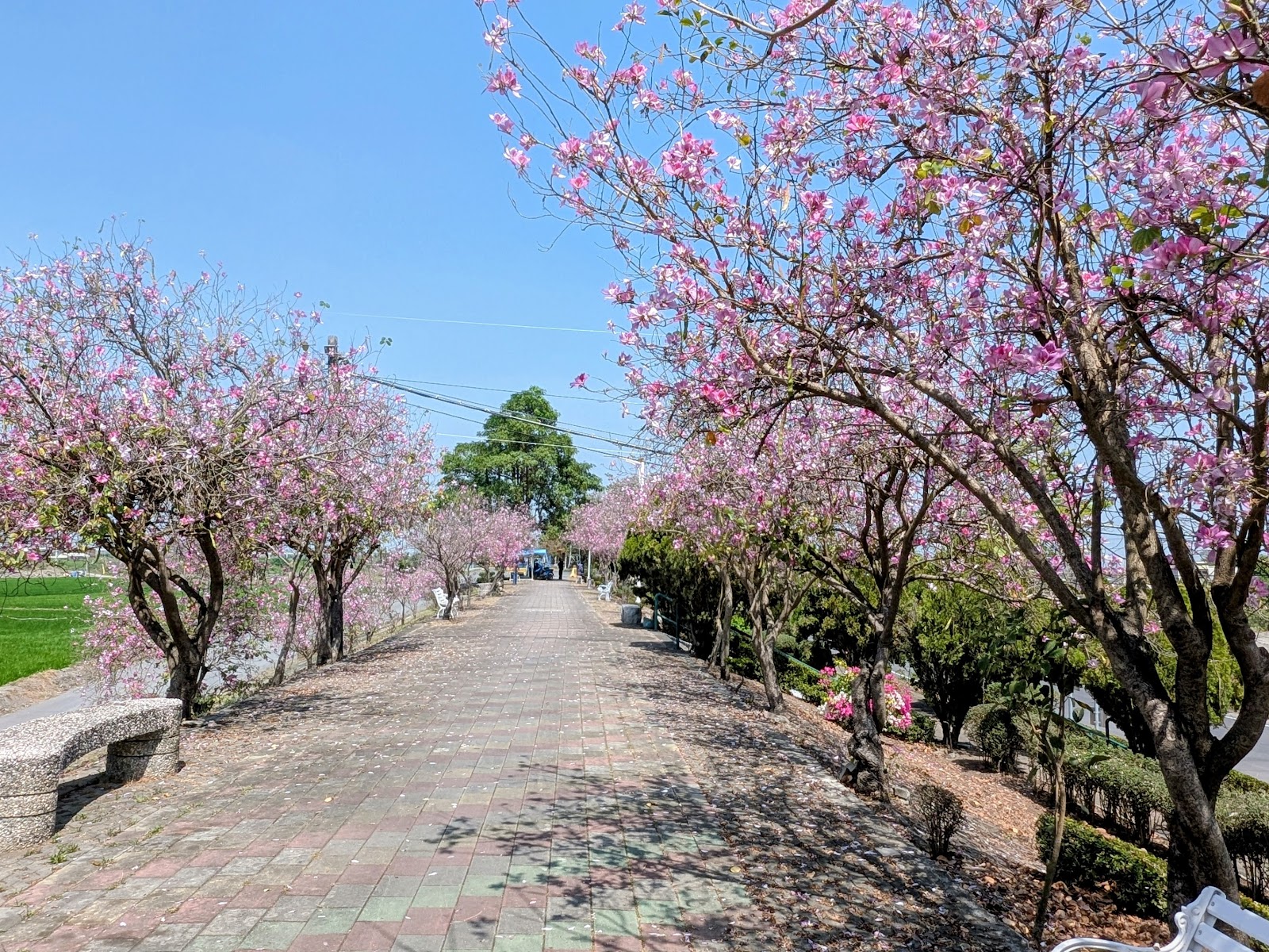 新園高屏溪堤頂步道風鈴木盛開的花海步道