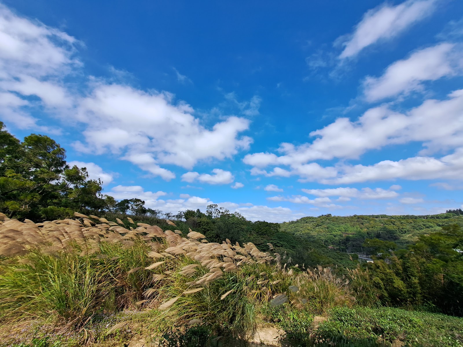 秀才登山步道山稜芒草景觀