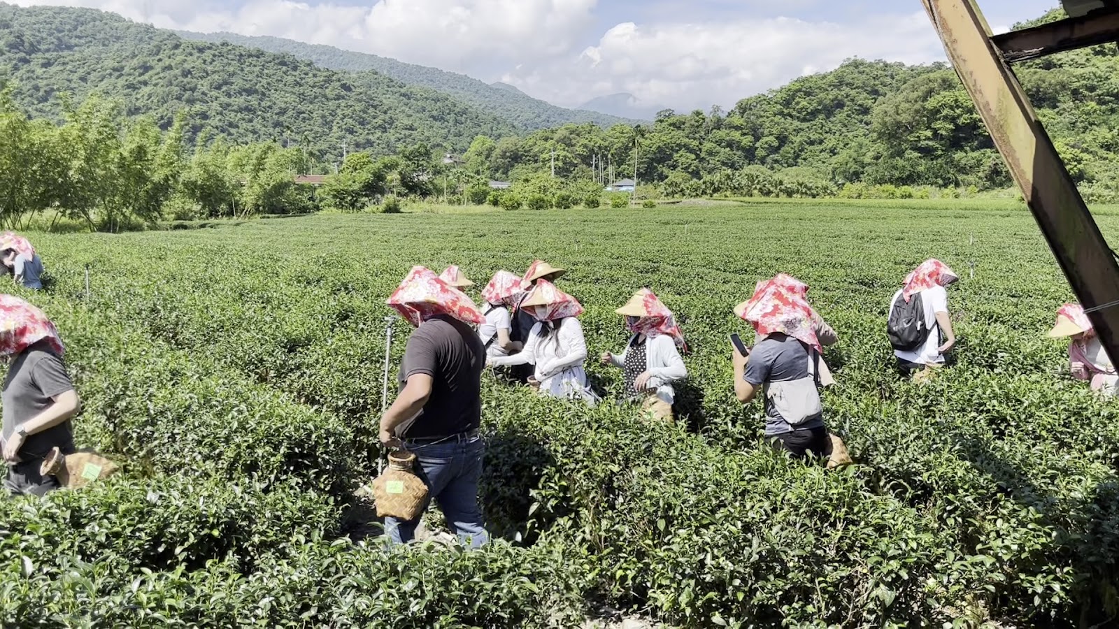 鵝山茶園採茶體驗 宜蘭冬山茶園