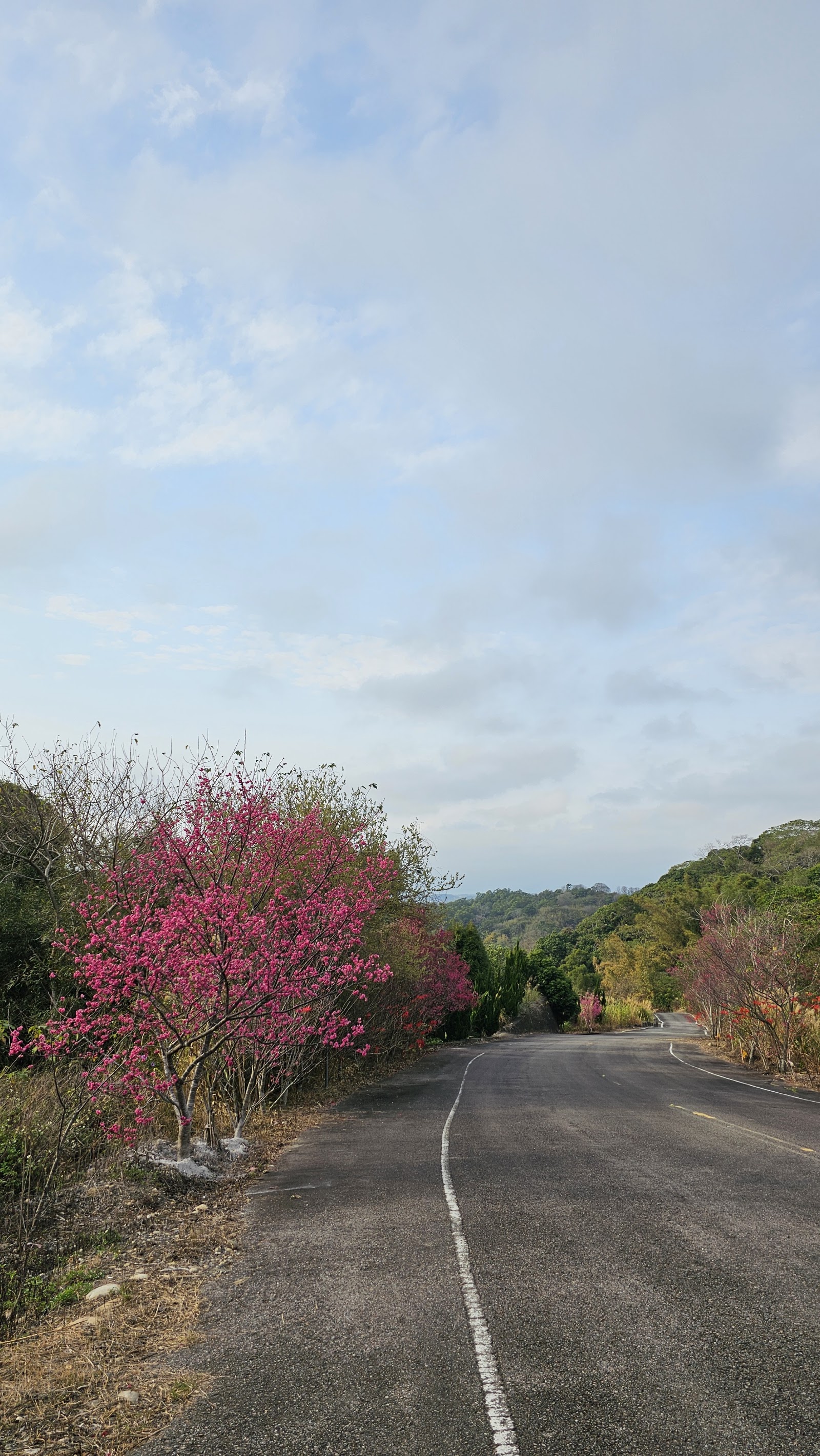 苑裡櫻花大道山路櫻花盛開