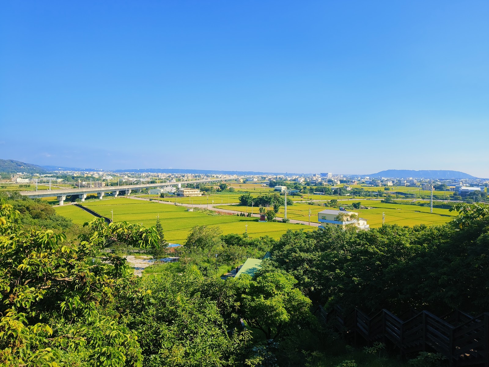 苑裡櫻花林步道觀景台俯瞰稻田與遠山