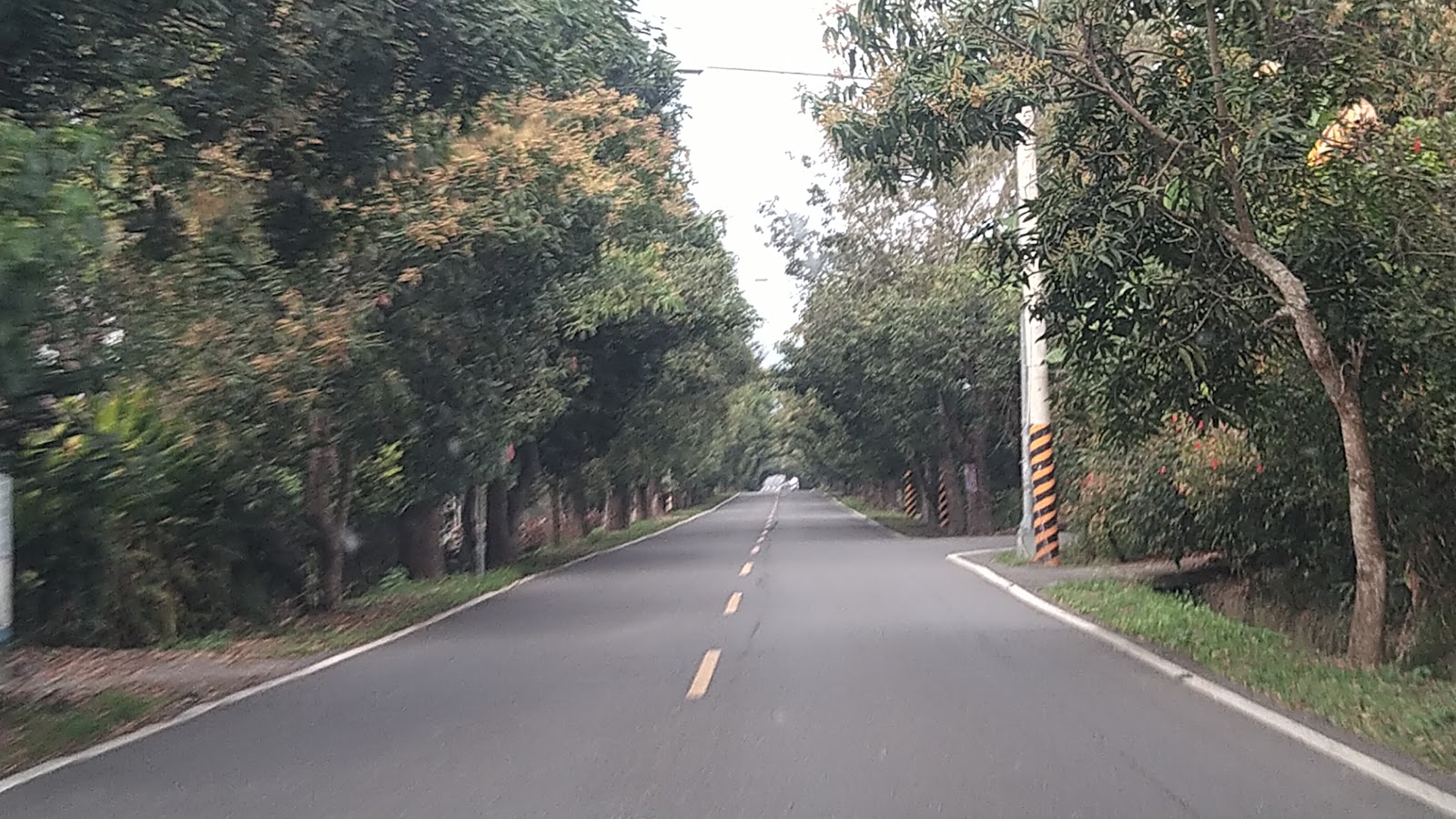 望明芒果綠色隧道另一視角