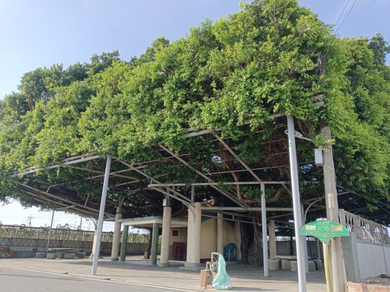 雲林東勢鄉龍潭百年老榕樹，巨大樹冠搭鐵架棚頂籠罩整個廣場