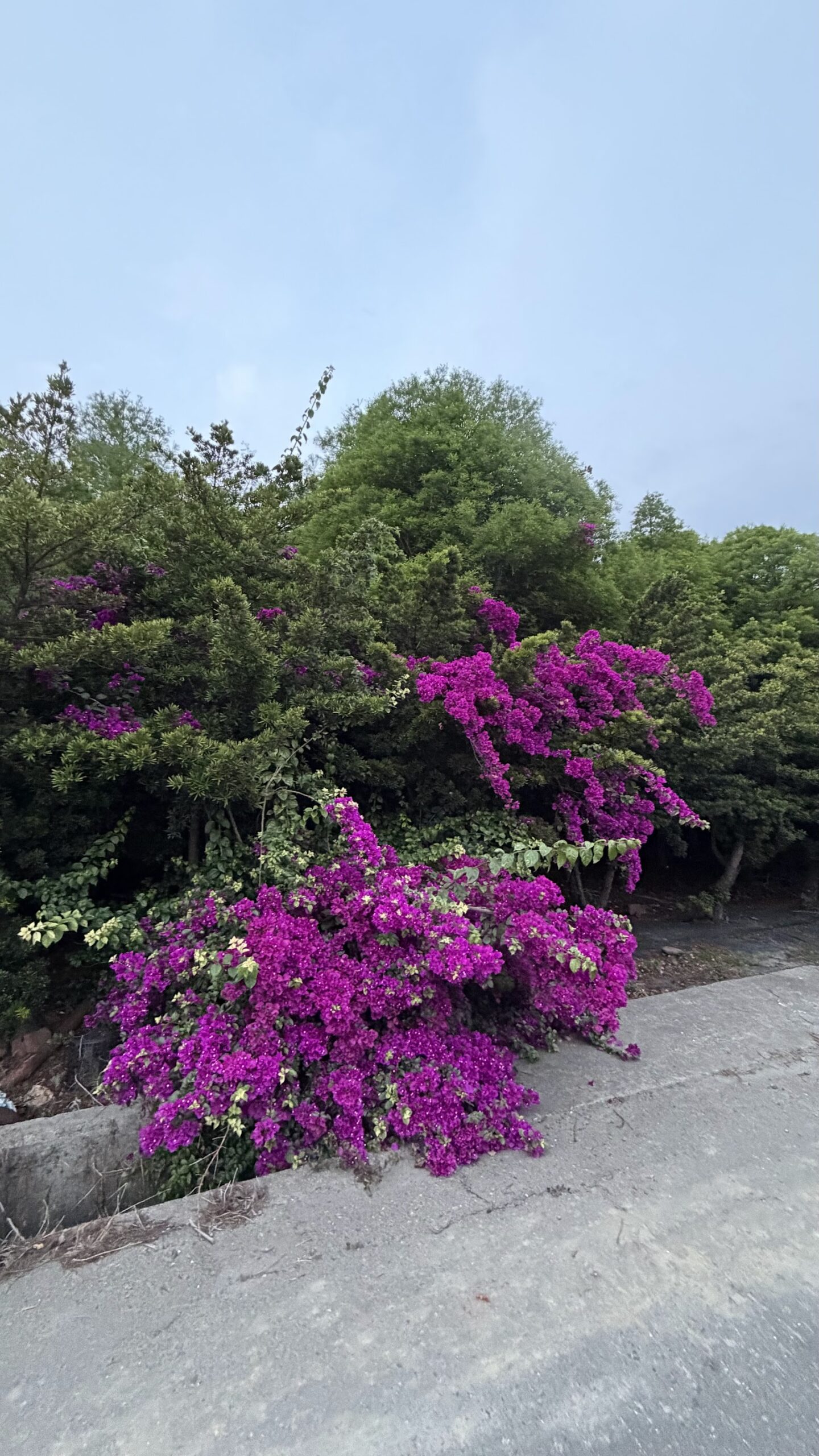 真玉落羽松園旁盛開的九重葛，雲林東勢鄉同安路